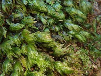 Fissidens serrulatus, photographed by Christian Berg