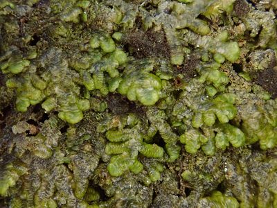 Frullania polysticta, photographed by Christian Berg
