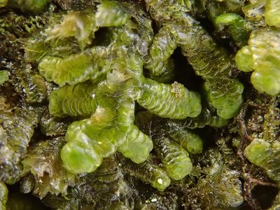 Frullania polysticta, photographed by Christian Berg