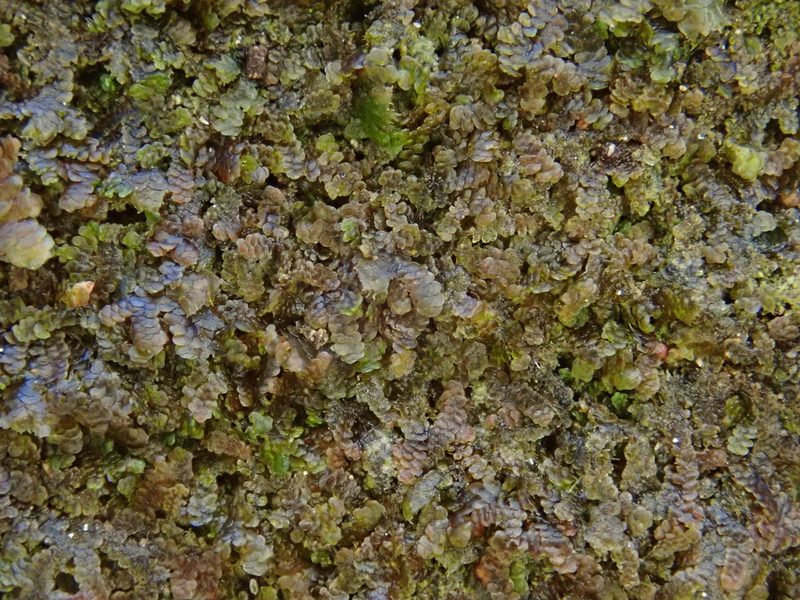 Frullania microphylla, photographed by Christian Berg