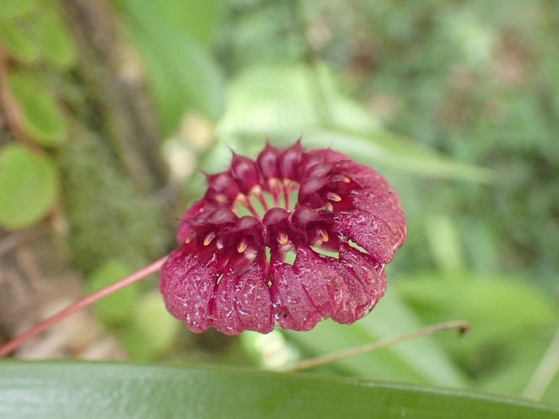 Bulbophyllum corolliferum, photographed by luluchouette