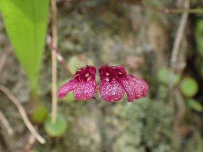 Bulbophyllum corolliferum, photographed by luluchouette