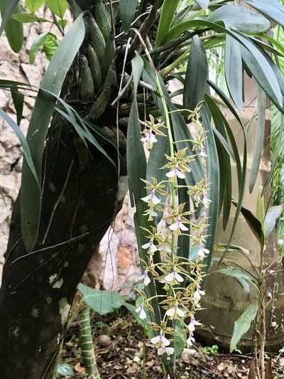 Epidendrum stamfordianum, photographed by Lindsey Salmonson