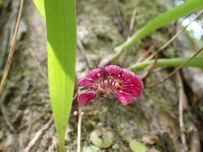 Bulbophyllum corolliferum, photographed by luluchouette