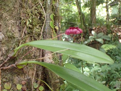 Bulbophyllum corolliferum, photographed by luluchouette