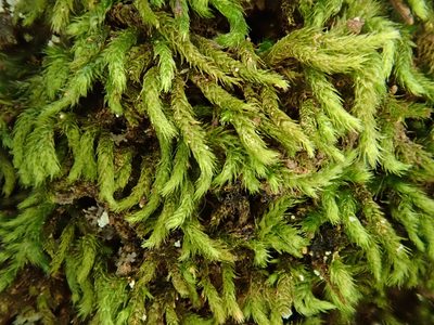 Plasteurhynchium meridionale, photographed by Christian Berg
