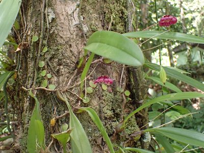 Bulbophyllum corolliferum, photographed by luluchouette