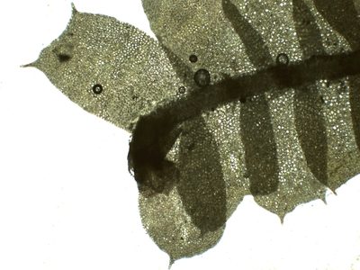 Heteroscyphus denticulatus, photographed by Christian Berg