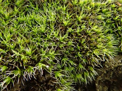 Grimmia laevigata, photographed by Christian Berg
