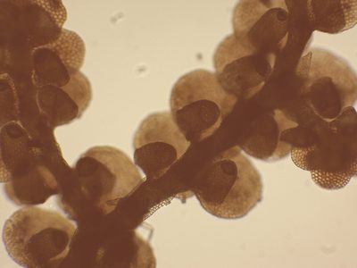 Frullania microphylla, photographed by Christian Berg