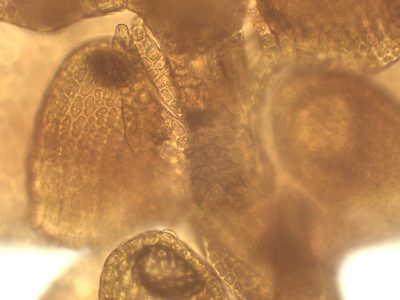 Frullania microphylla, photographed by Christian Berg