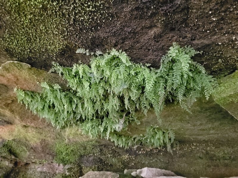 Vandenboschia boschiana, photographed by Elias