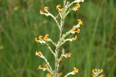 Manulea parviflora, photographed by Sunčana Bradley