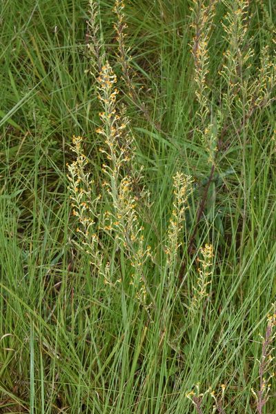 Manulea parviflora, photographed by Sunčana Bradley