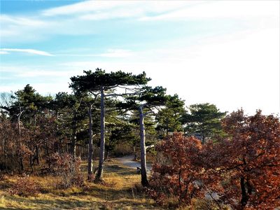 Pinus nigra, photographed by Michael Andresek