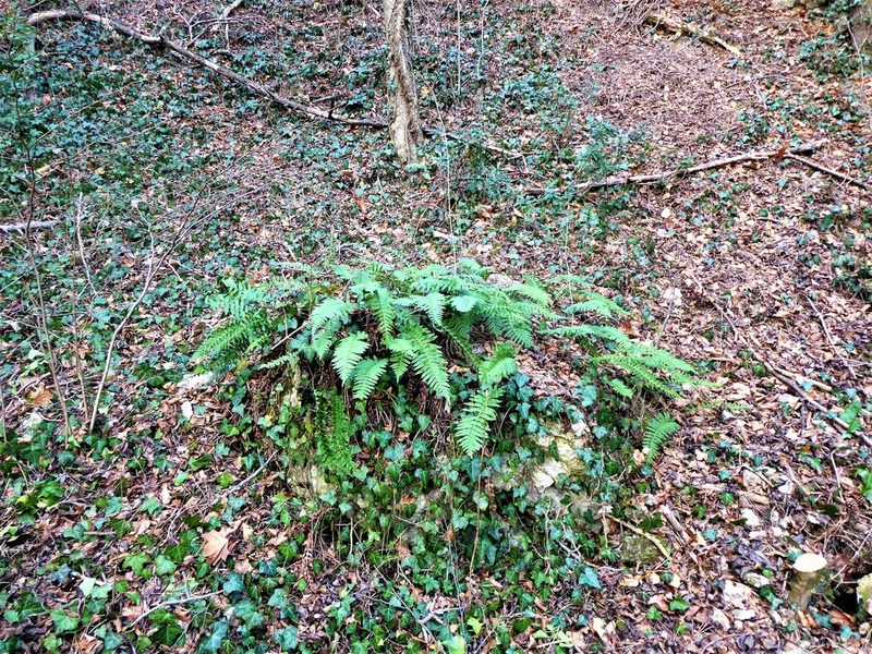 Polypodium interjectum, photographed by Michael Andresek