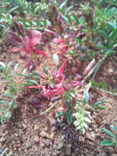 Indigofera pongolana, photographed by Kelly Abram