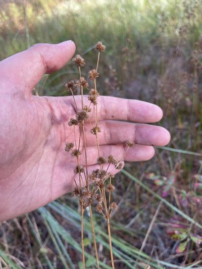 Juncus scirpoides, photographed by Brandon Corder