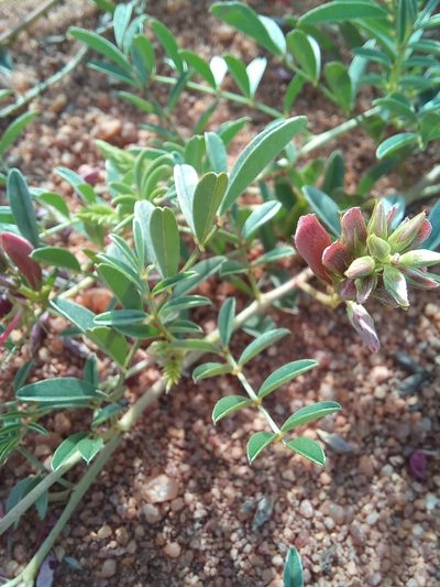 Indigofera pongolana, photographed by Kelly Abram
