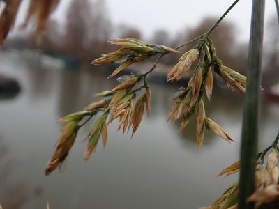Lolium arundinaceum, photographed by Daniel Cahen