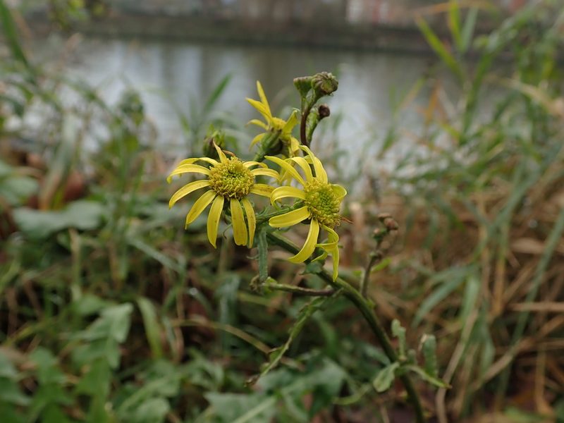 Jacobaea aquatica, photographed by Daniel Cahen