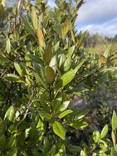 Persea humilis, photographed by Brandon Corder