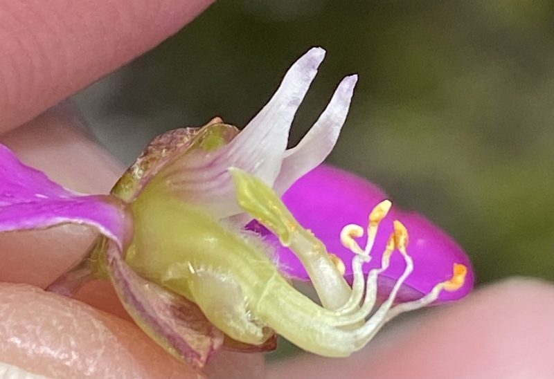 Polygala bracteolata, photographed by Dave U