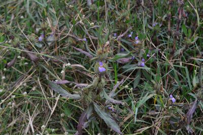 Hygrophila auriculata, photographed by Surabhi Srivastava