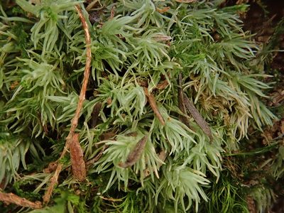Leucobryum juniperoideum, photographed by Christian Berg