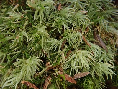 Leucobryum juniperoideum, photographed by Christian Berg