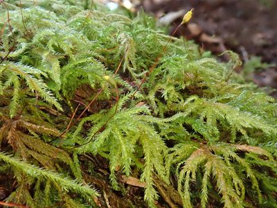 Pseudisothecium myosuroides, photographed by Christian Berg