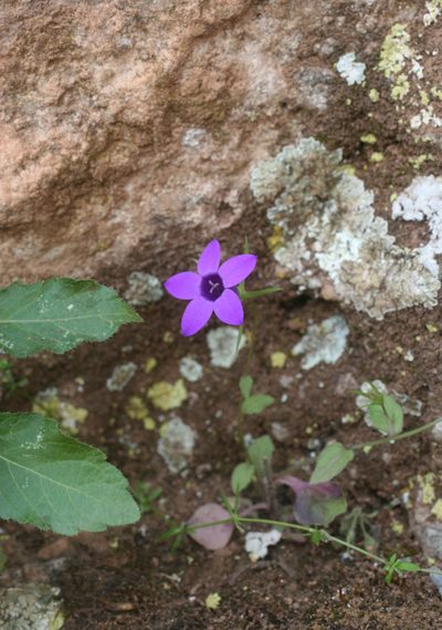 Campanula broussonetiana, photographed by Oleg Kosterin