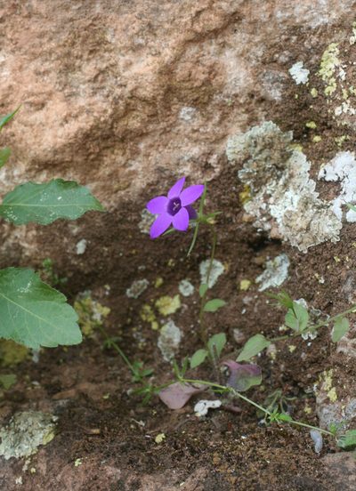 Campanula broussonetiana, photographed by Oleg Kosterin