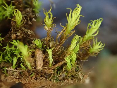 Vinealobryum insulanum, photographed by Christian Berg
