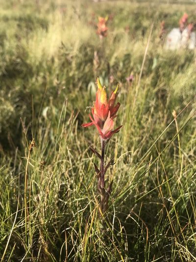 Castilleja peirsonii, photographed by Lindsey Salmonson