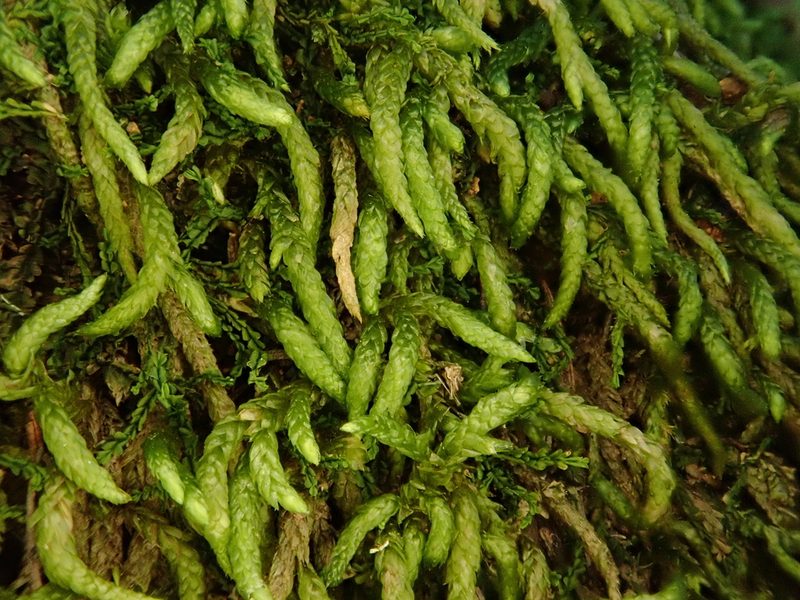 Scleropodium touretii, photographed by Christian Berg