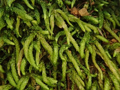 Scleropodium touretii, photographed by Christian Berg