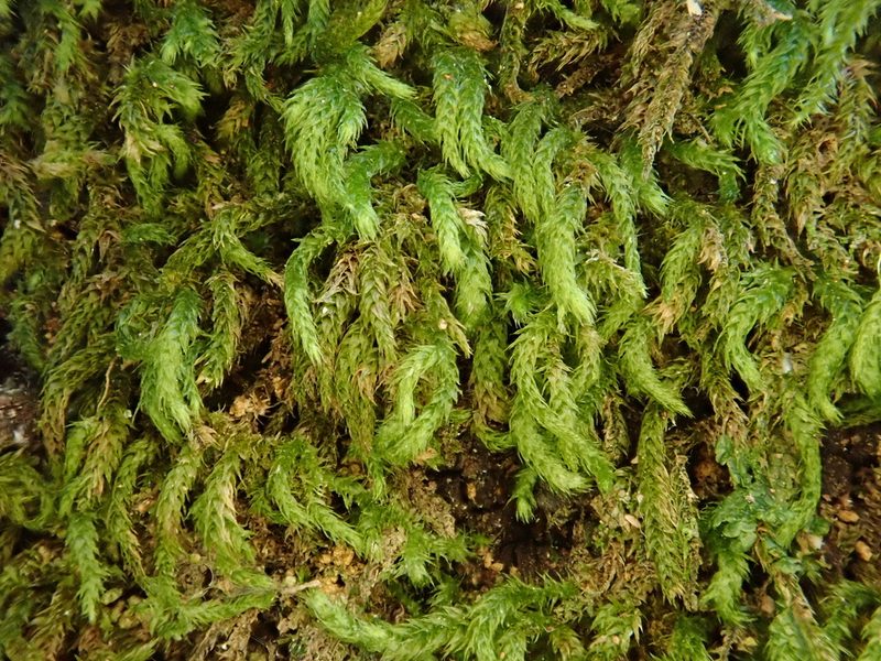 Plasteurhynchium meridionale, photographed by Christian Berg