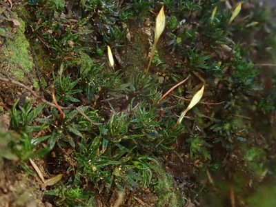 Pogonatum aloides, photographed by Christian Berg