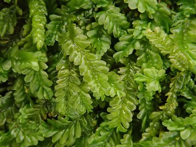Saccogyna viticulosa, photographed by Christian Berg