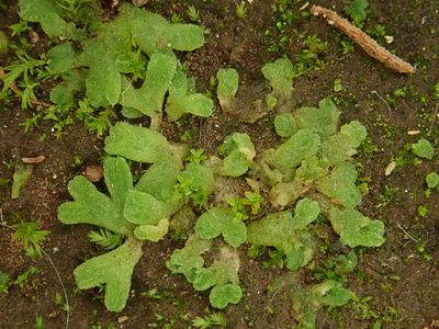 Riccia crozalsii, photographed by Christian Berg