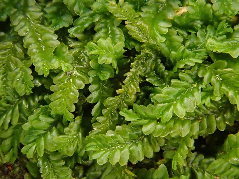 Saccogyna viticulosa, photographed by Christian Berg