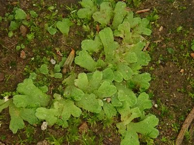 Riccia crozalsii, photographed by Christian Berg