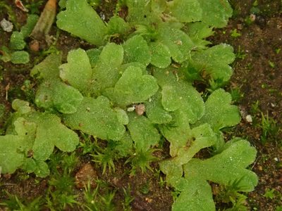 Riccia crozalsii, photographed by Christian Berg