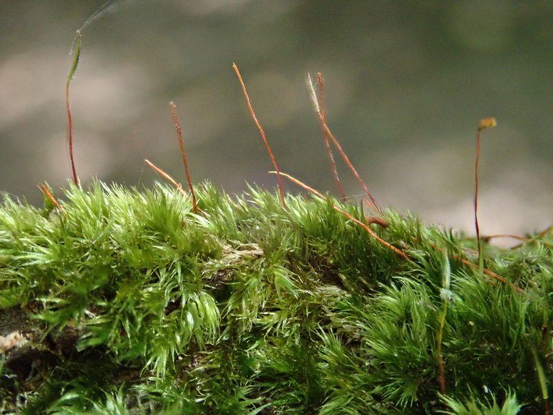 Sematophyllum substrumulosum, photographed by Christian Berg