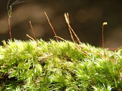 Sematophyllum substrumulosum, photographed by Christian Berg