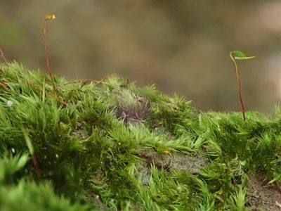 Sematophyllum substrumulosum, photographed by Christian Berg