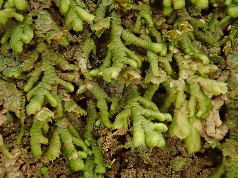 Frullania polysticta, photographed by Christian Berg