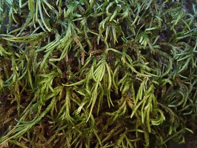 Nogopterium gracile, photographed by Christian Berg