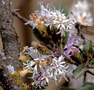 Vernonanthura squamulosa, photographed by Hugo Hulsberg